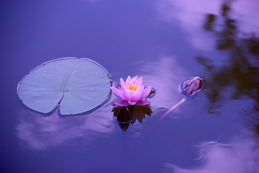 Lotus 1205631 340
