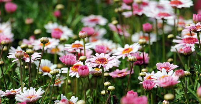 Marguerite 1507550 340