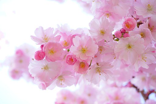 Japanese Cherry Trees 324175 340 2